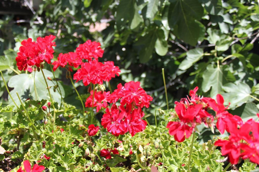 B&B Etna Akme Nicolosi Phòng bức ảnh
